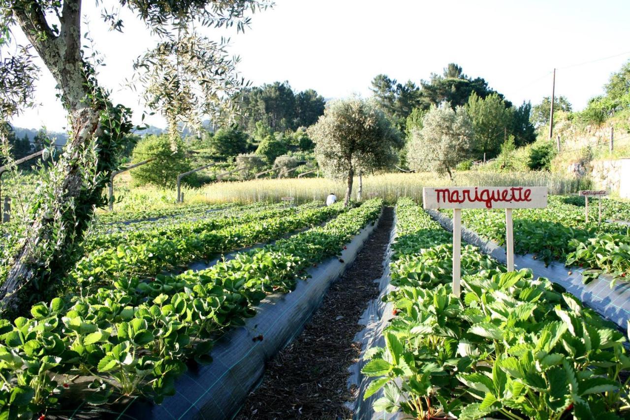 Verde Agua Agroturismo E Agricultura Biologica Couto ภายนอก รูปภาพ